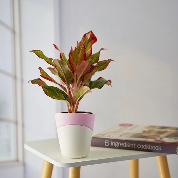 Gift Plants
