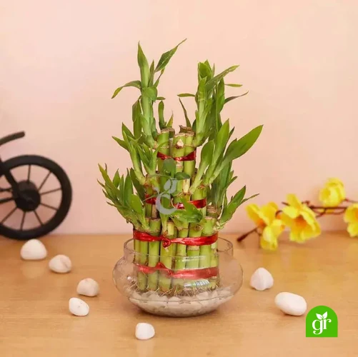 Vastu Plants