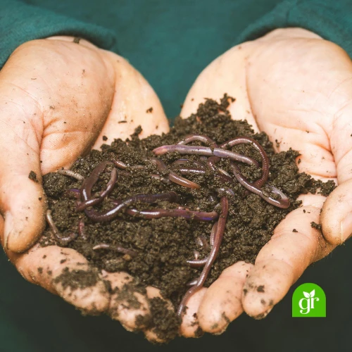 Plant Care