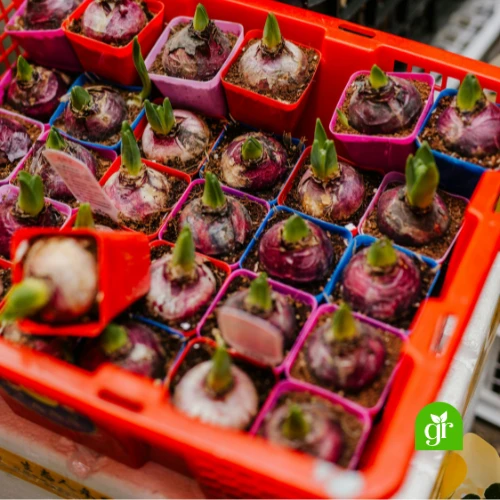 Bulbs and Seeds
