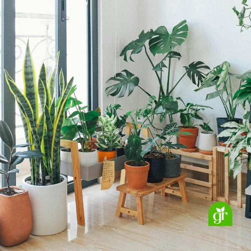 Plants