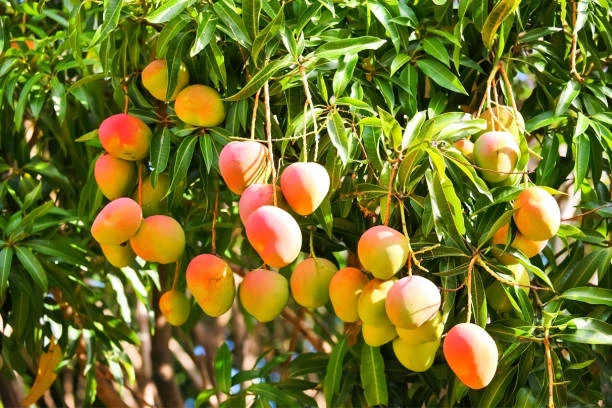 Fruit Plants